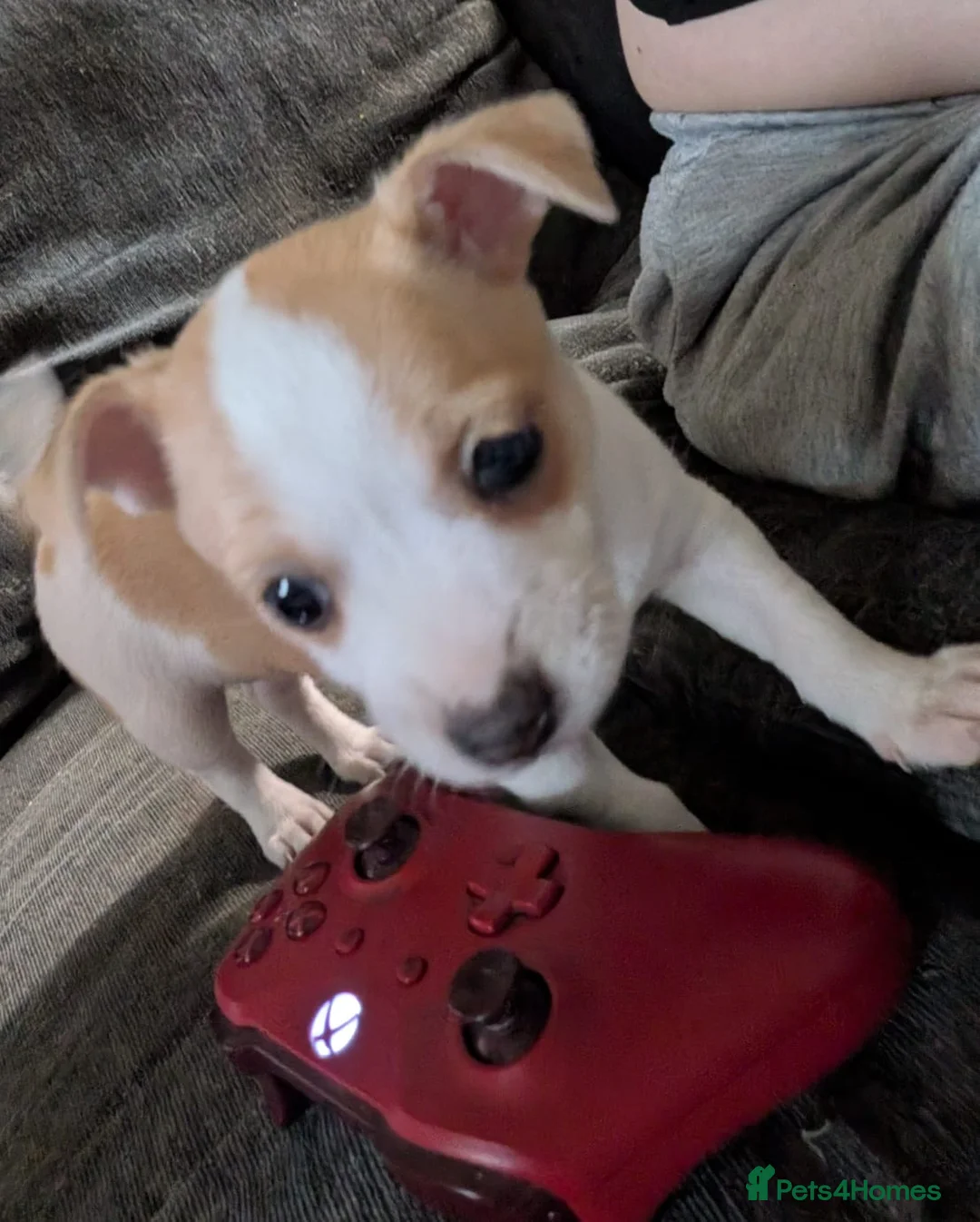 Mixed Breed dogs for sale: Beautiful female puppy - Advert 2