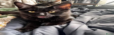 Maine Coon boy