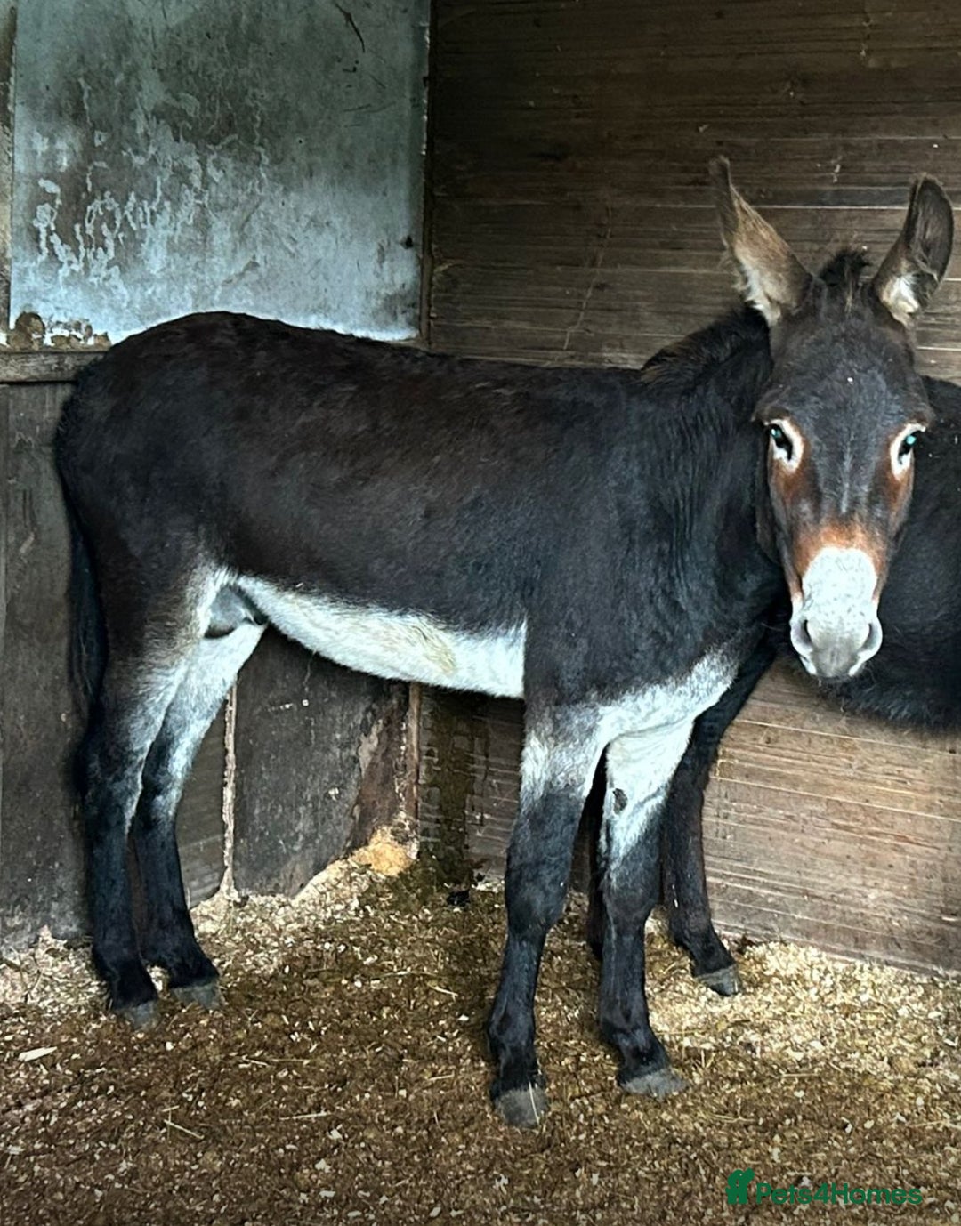 Donkey livestock for sale: Jack  donkey  - Image 5