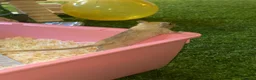 Mixed Breed dogs for sale: 🐭Two Female Gerbils Looking for a New Home🐭 - Advert 10