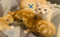 Domestic Shorthair cats for sale: *Ginger Bundles of Joy! 🐱❤️* - Image 3