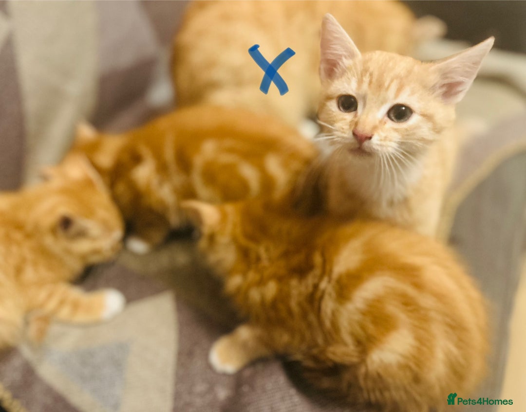Domestic Shorthair cats for sale: *Ginger Bundles of Joy! 🐱❤️* - Image 3