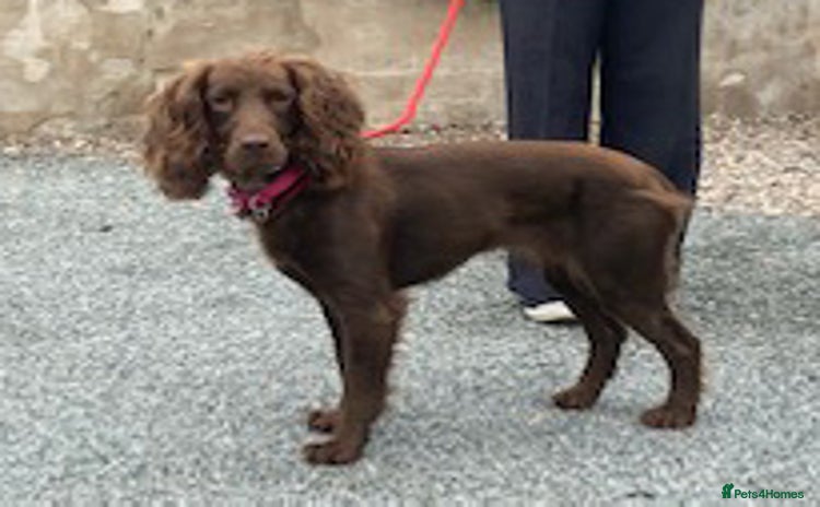 Cocker Spaniel dogs - Advert 1