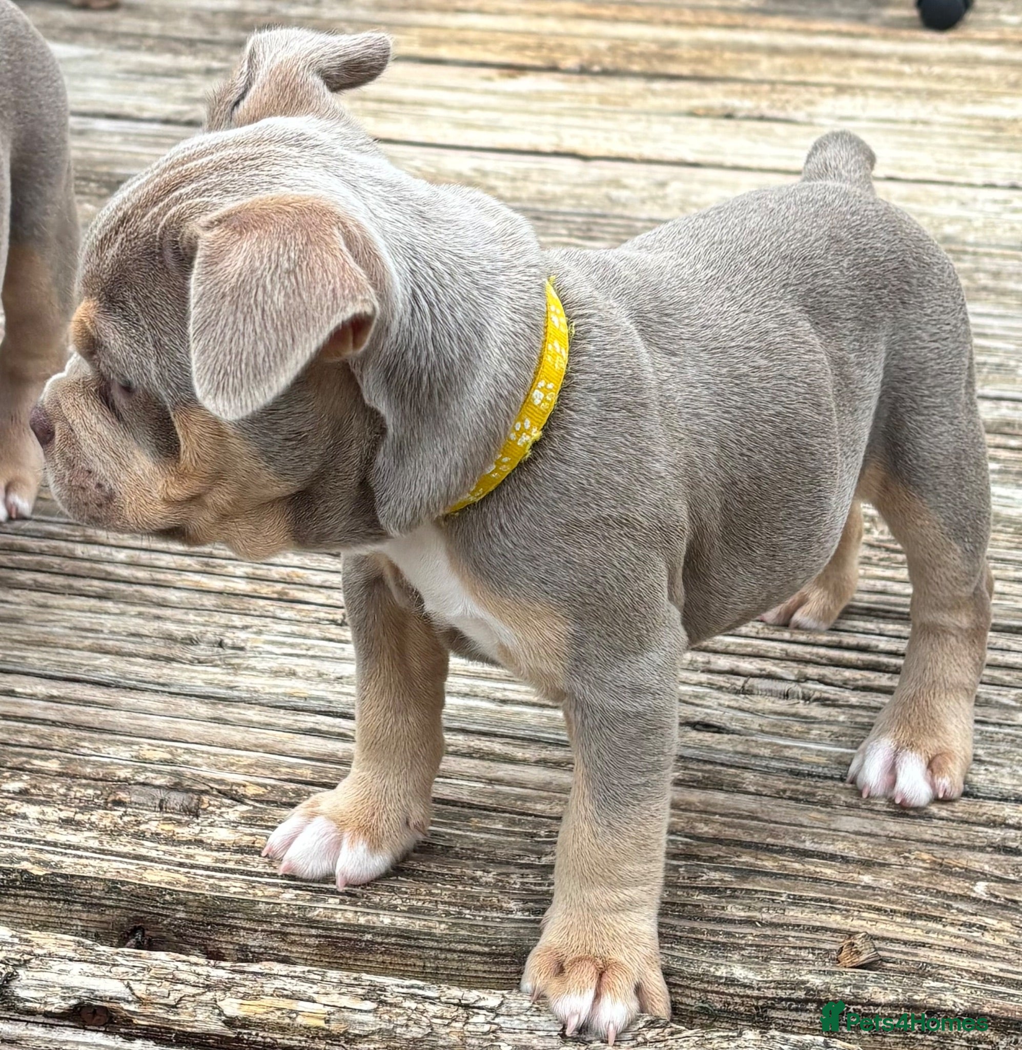 Mixed Breed dogs French bulldog X Pocket bully READY NOW!! - Advert 2