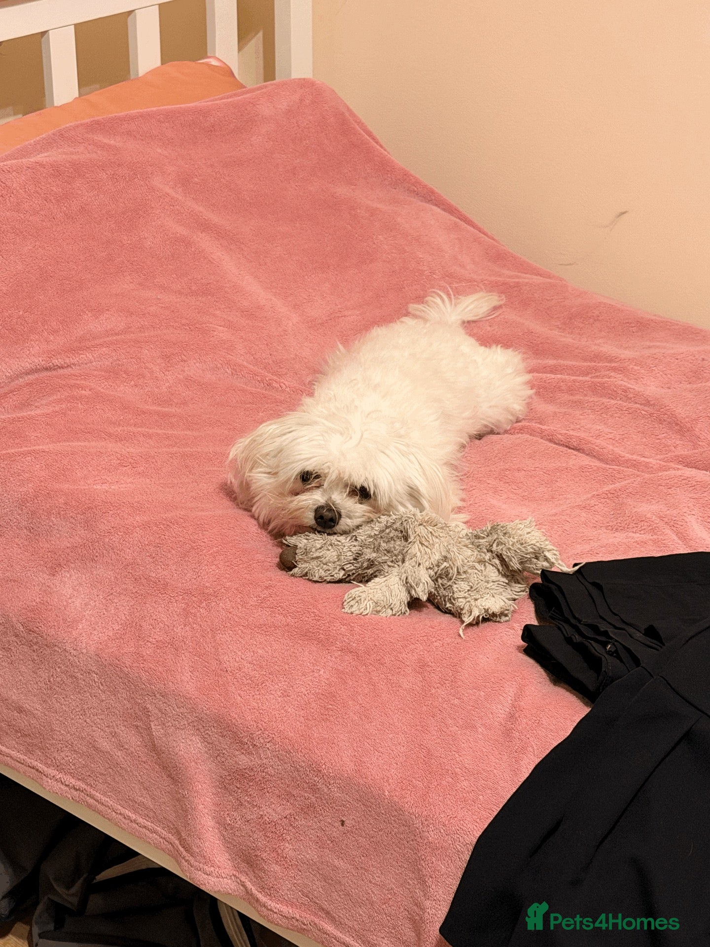 Maltese dogs Maltese Male - Pedigree Stud Dog - Advert 1