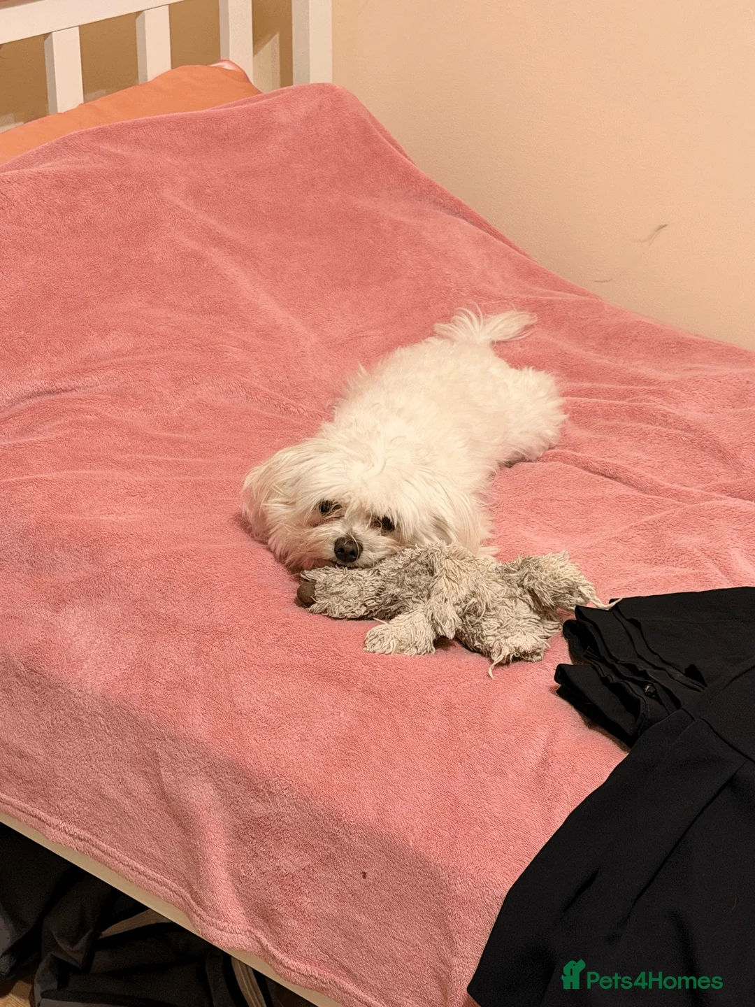 Maltese dogs for stud: Maltese Male - Pedigree Stud Dog in Woodford Green - Advert 1