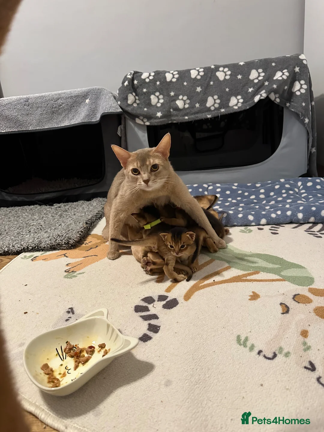 Abyssinian cats for sale: Abyssinian kittens 🌟😻🌟 - Advert 2