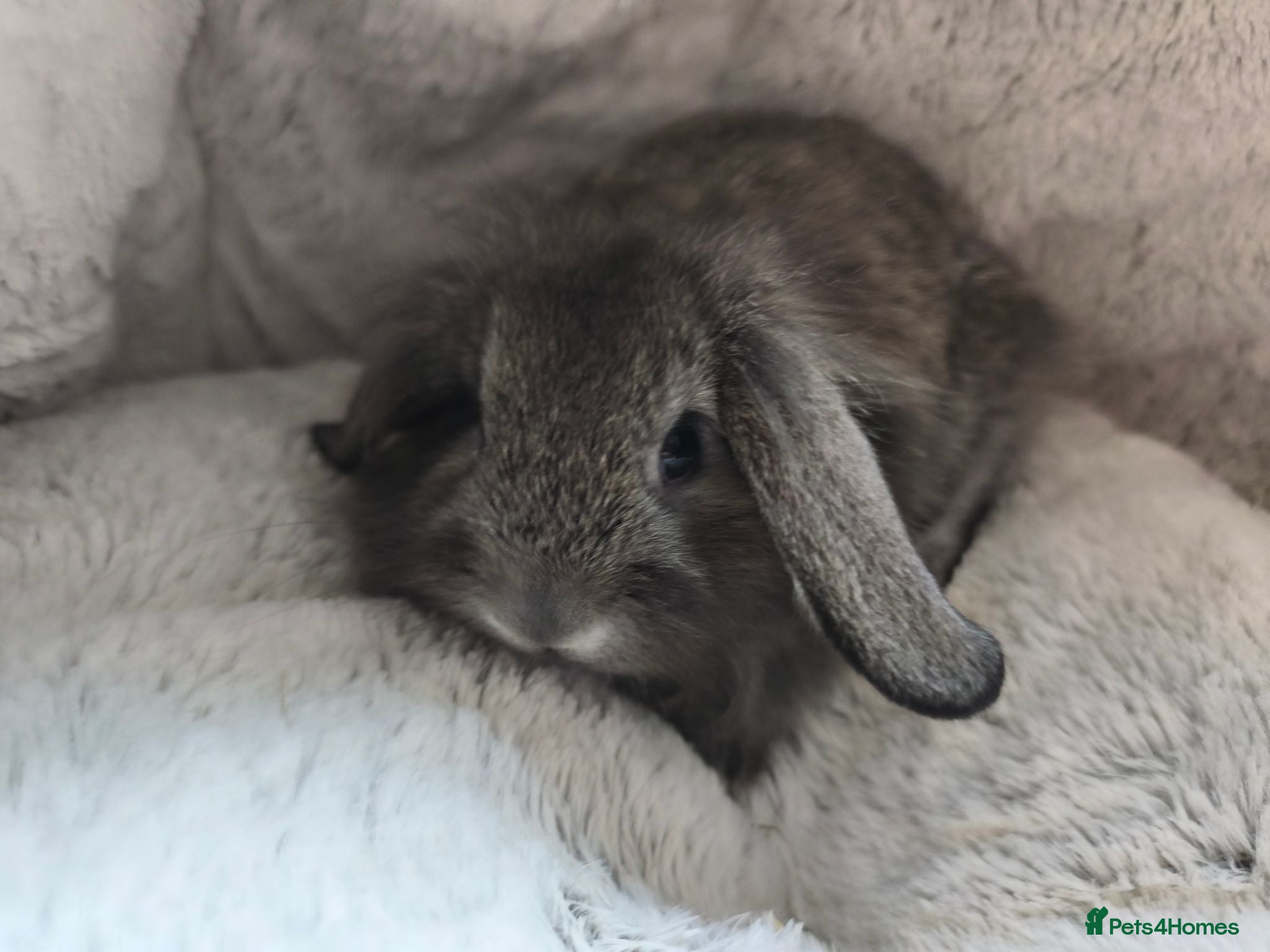 Mini Lop rabbits 1 Grey Boy Ready Now 💙 - Advert 2