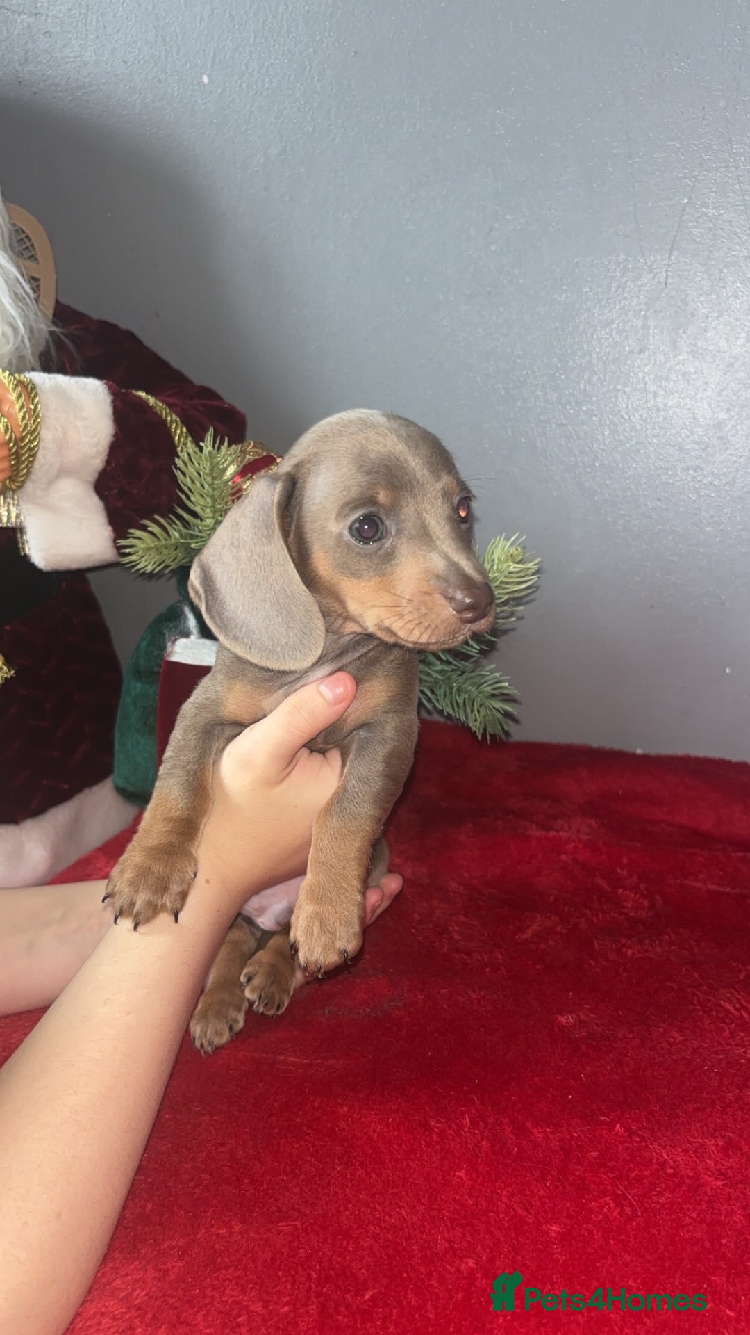 Dachshund dogs for sale: Miniature dachshund puppies for sale  - Advert 14