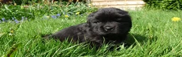 Newfoundland dogs for sale: Beautiful RKC registered Newfoundland Puppies - Advert 4