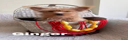 Yorkshire Terrier dogs for sale: Gorgeous Yorkshire Terriers - Advert 3
