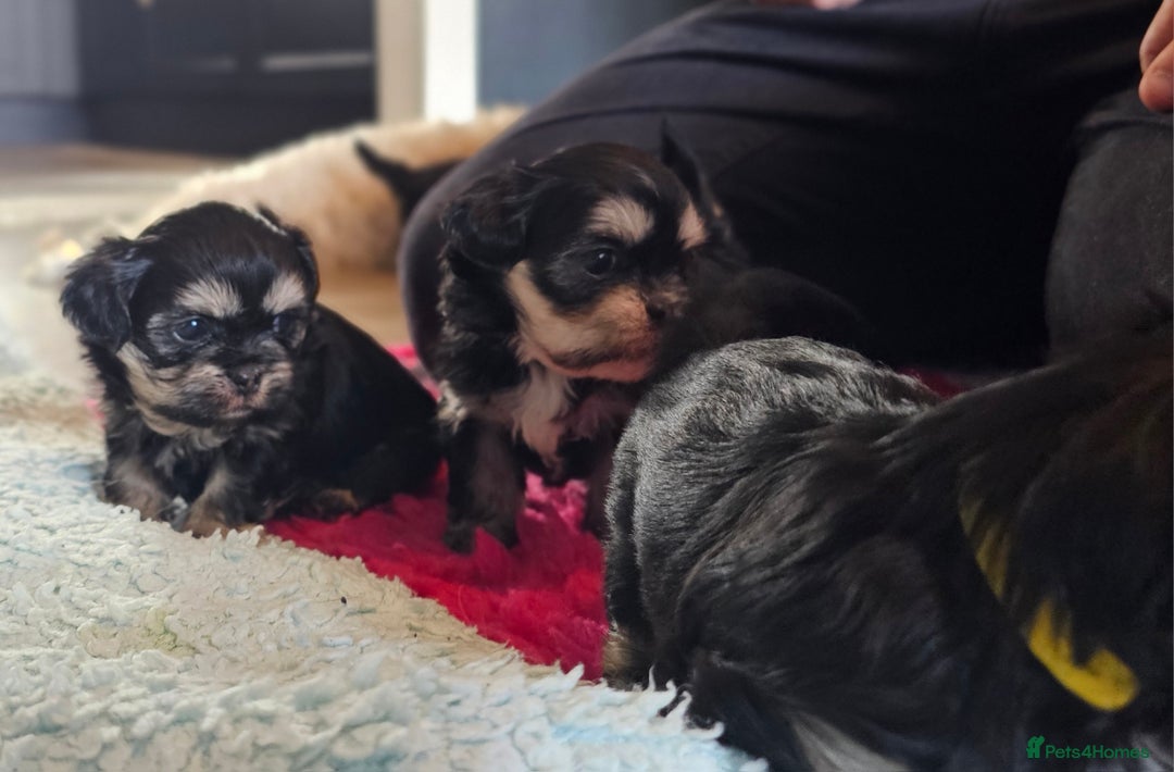 Shih Tzu dogs for sale: Beautiful Shih Tzu Puppies  - Image 20