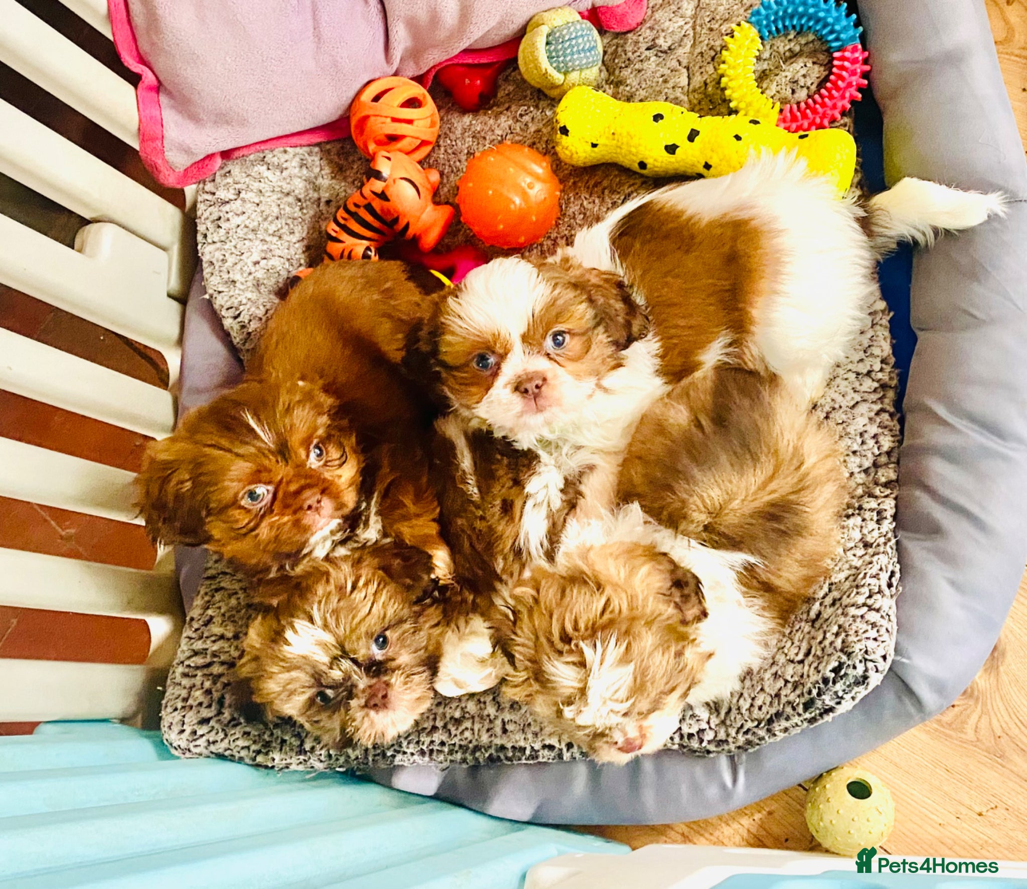 Shih Tzu dogs 🌟 🌟🌟 ETHICAL & RESPONSIBLE BREEDER 🌟🌟🌟 - Advert 5