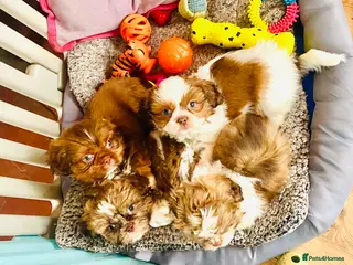 Shih Tzu dogs 🌟 🌟🌟 ETHICAL & RESPONSIBLE BREEDER 🌟🌟🌟 - Advert 5