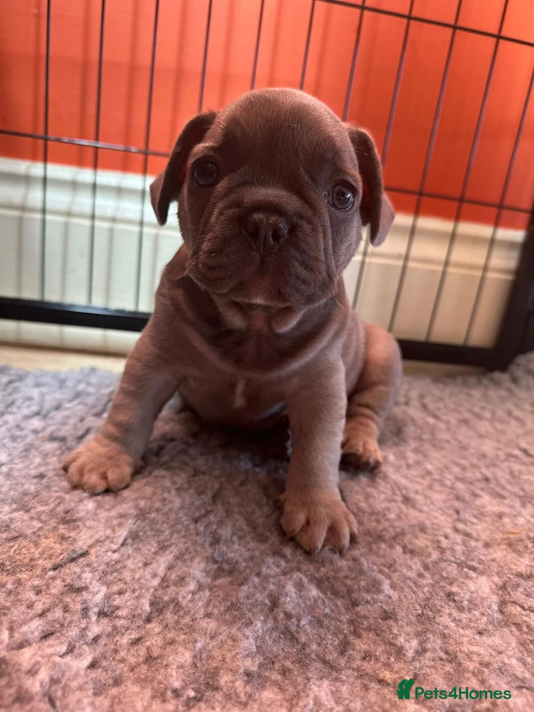 French Bulldog dogs for sale: Amazing French Bulldog Puppies - TOP CLASS - Advert 9