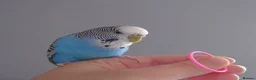 Mixed Breed birds for sale: Hand tame pair of budgies and semi tame Quaker  - Advert 10