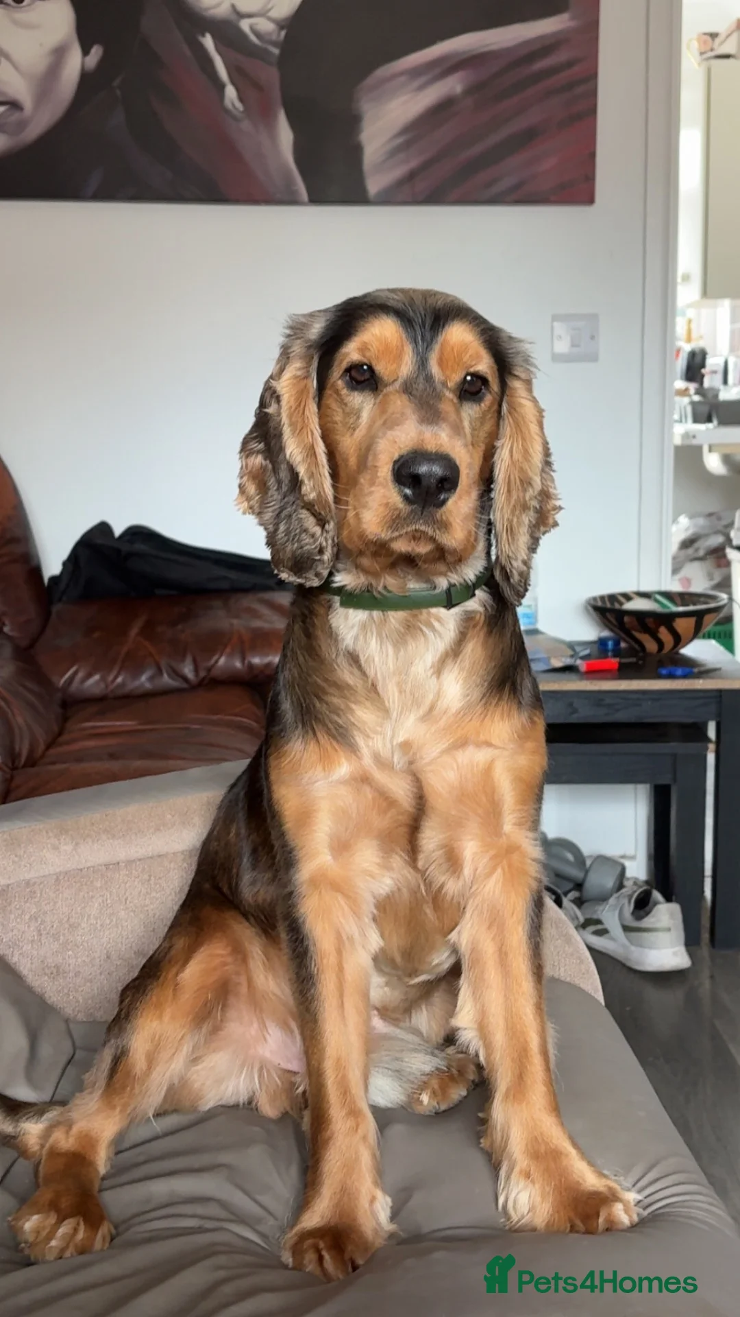 Cocker Spaniel dogs for stud: Black and Tan show type Cocker spaniel for stud - Advert 1
