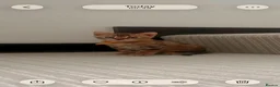 Bengal cats for sale: Pedigree Bengal Kittens, Ready from 20th October - Advert 7