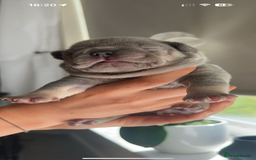 French Bulldog dogs for stud: Proven lilac & tan boy carrying cream & testable - Image 20