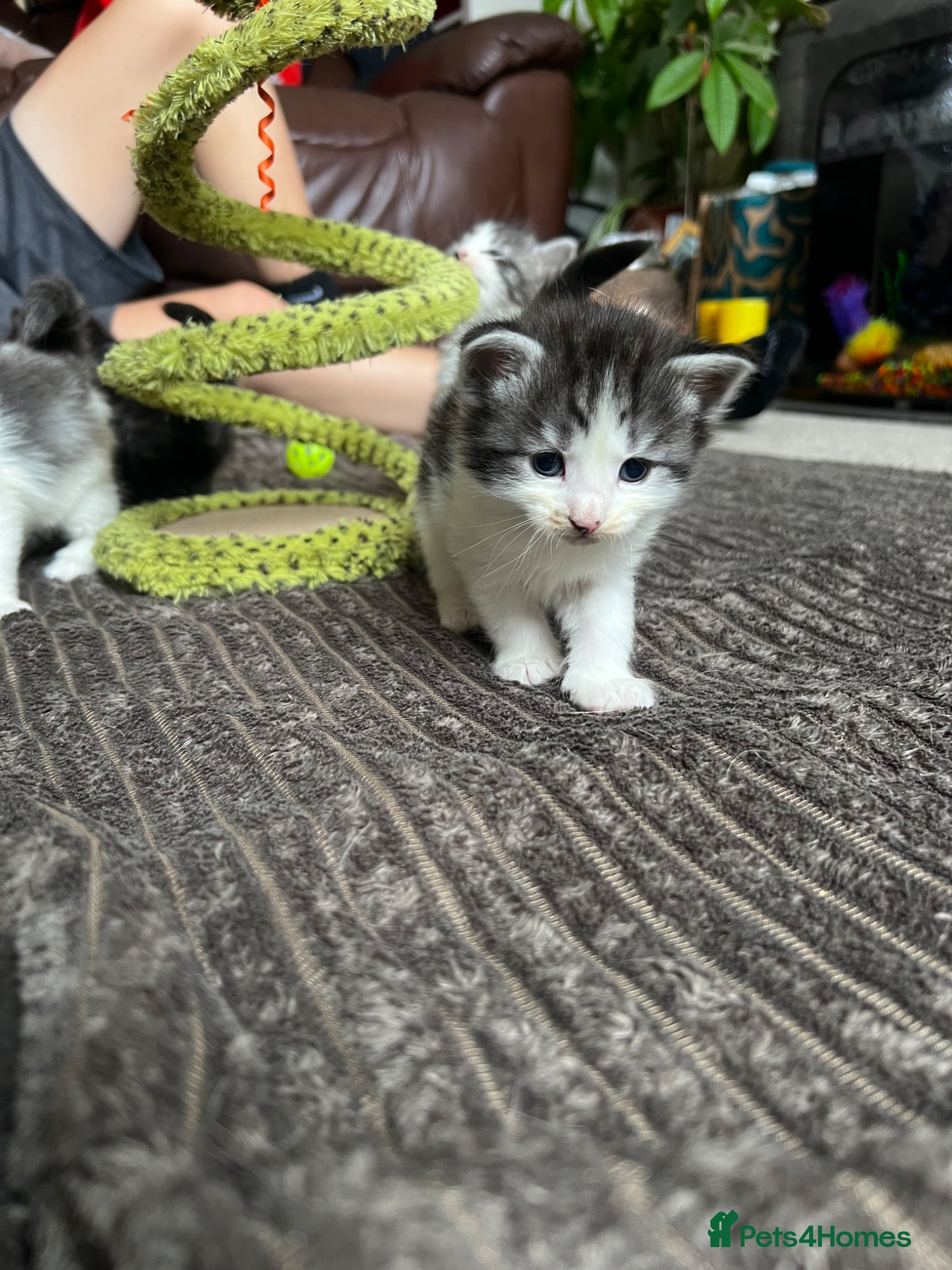 Mixed Breed cats for sale: Norwegian Forest x kittens - Advert 17