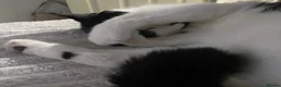Domestic Shorthair cats for sale: Cat with behavioural issues  - Advert 7