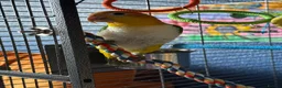 Parrots birds for sale: White bellied caique - Advert 3
