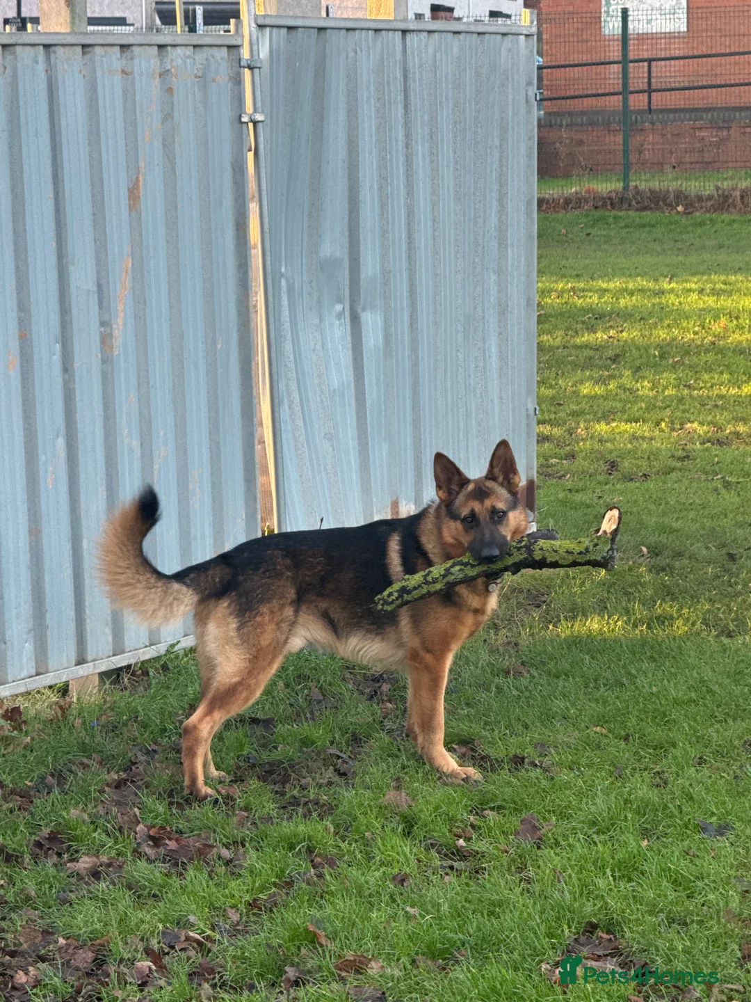 German Shepherd dogs for stud: Simba in Doncaster - Advert 8