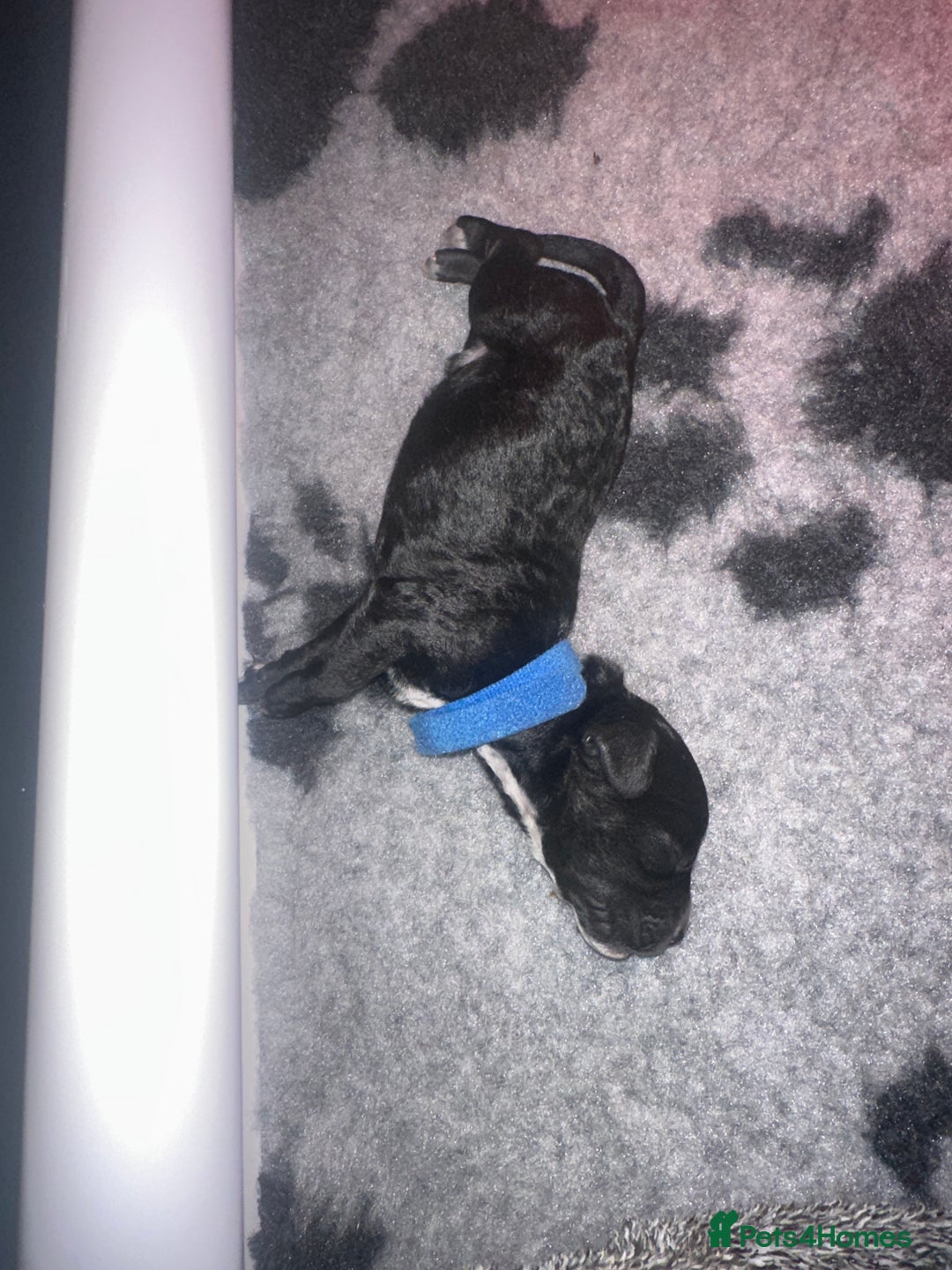 Cockapoo dogs for sale: Beautiful mixed Merle F2B Cockapoos  - Image 12