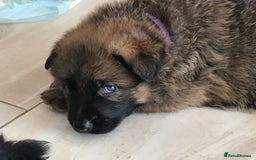 German Shepherd dogs for sale: German shepherd  - Image 18
