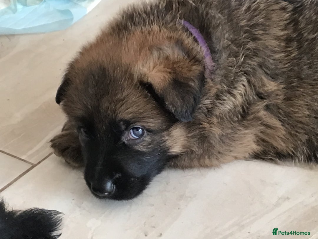German Shepherd dogs for sale: German shepherd  - Image 18