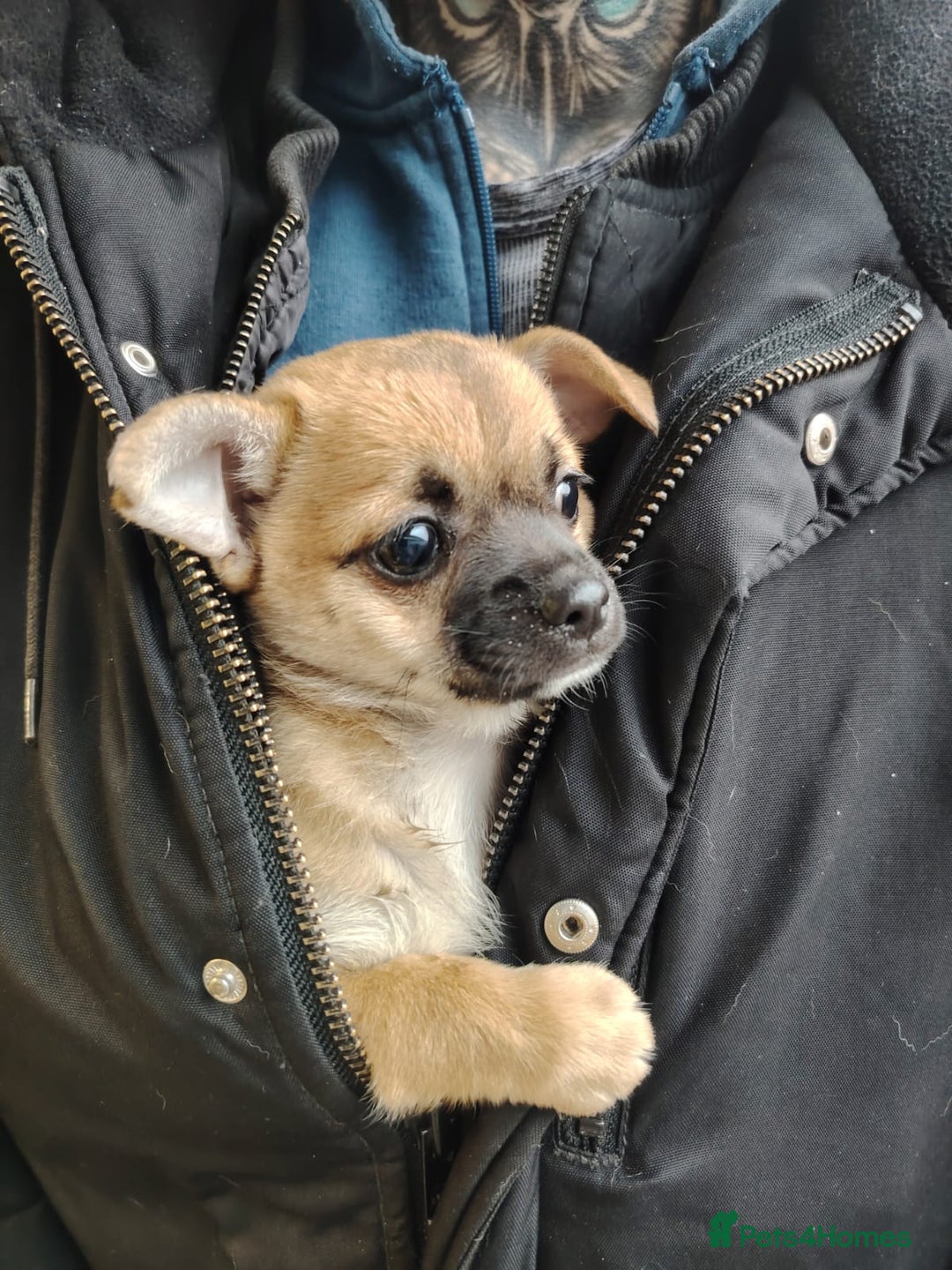 Pomchi dogs for sale: Pomchi girl phoebe  - Advert 26