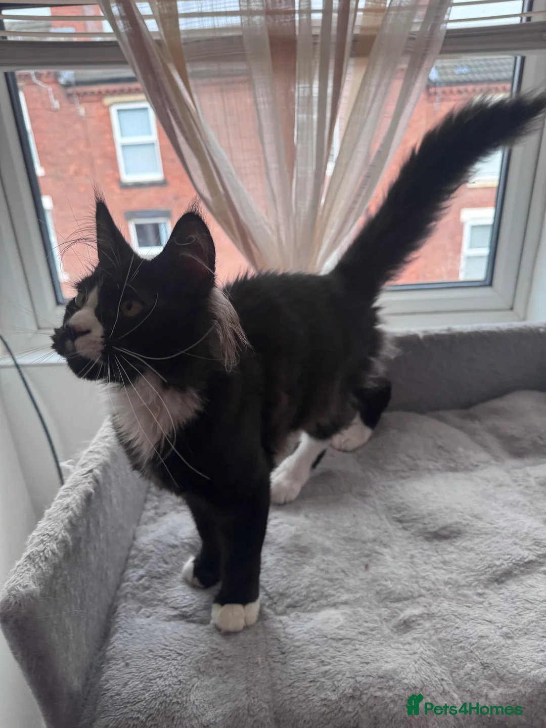 Maine Coon cats for sale: Maine Coon kitten with GCCF pedigree for sale - Advert 5