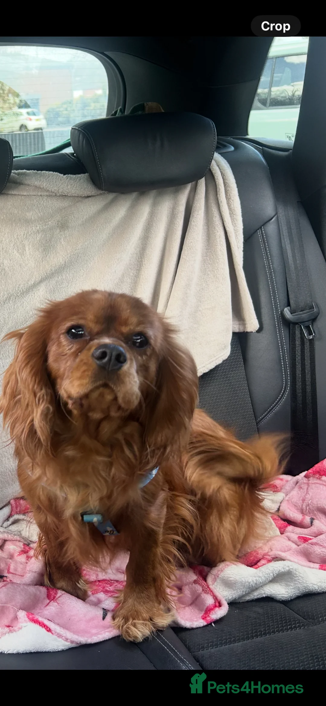 Cavalier King Charles Spaniel dogs for sale: KC Ruby Cavalier King Charles  - Advert 2