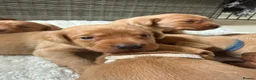 Labrador Retriever dogs for sale: Fox Red KC registered Labradors - Advert 20
