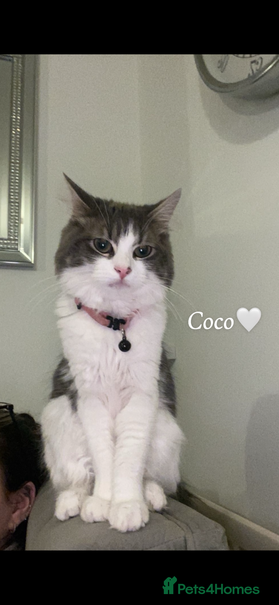 Domestic Shorthair cats for sale: 3 female cats for rehoming  in Stafford - Advert 2