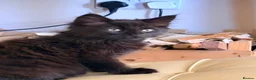 British Longhair cats for sale: 2 beautiful kittens  - Advert 6