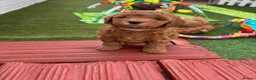 Cockapoo dogs for sale: STUNNING COCKAPOO PUPPYS EXTENSIVELY HEALTH TESTED - Advert 18