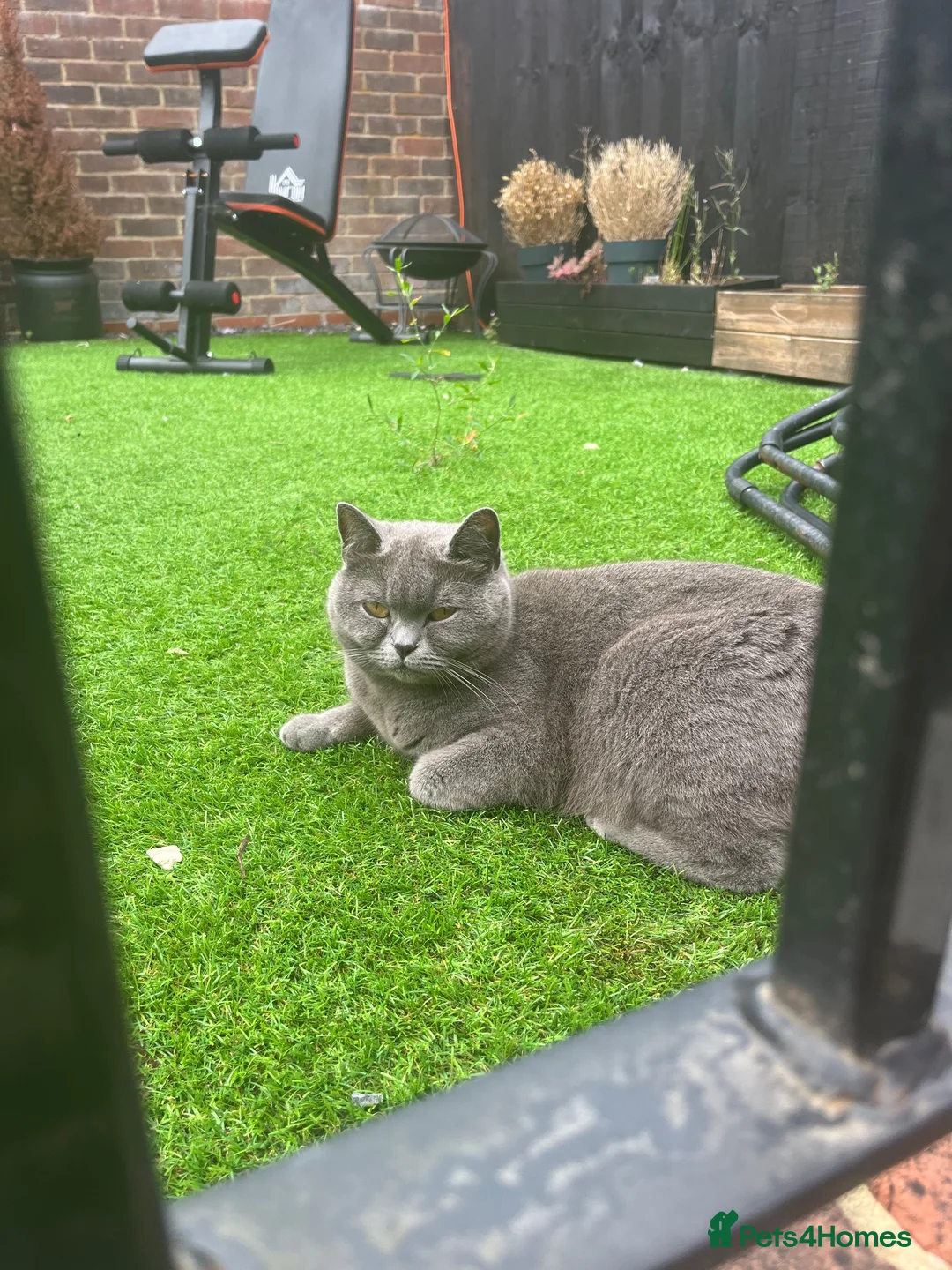 Mixed Breed cats for sale: 2 stunning female kittens  - Advert 1
