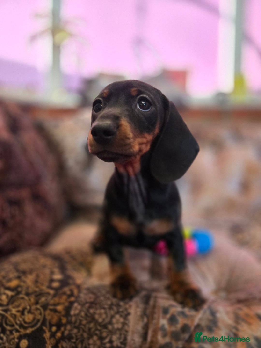 Miniature Dachshund dogs for sale: Quality mini dachshund dna clear - Advert 6