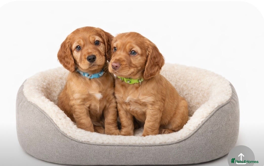 Cocker Spaniel dogs Beautiful KC Reg. Working Cocker Spaniels  - Advert 5