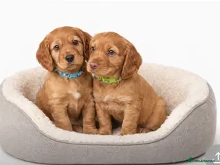 Cocker Spaniel dogs Beautiful KC Reg. Working Cocker Spaniels - Advert 1