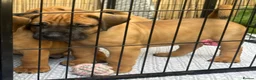 Boerboel dogs for sale: Elite Guard Neema X Spartan Dutch - Advert 15