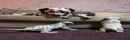 Dalmatian dogs for sale: 🐾 Beautiful Dalmatian Puppies 🐶  - Advert 9