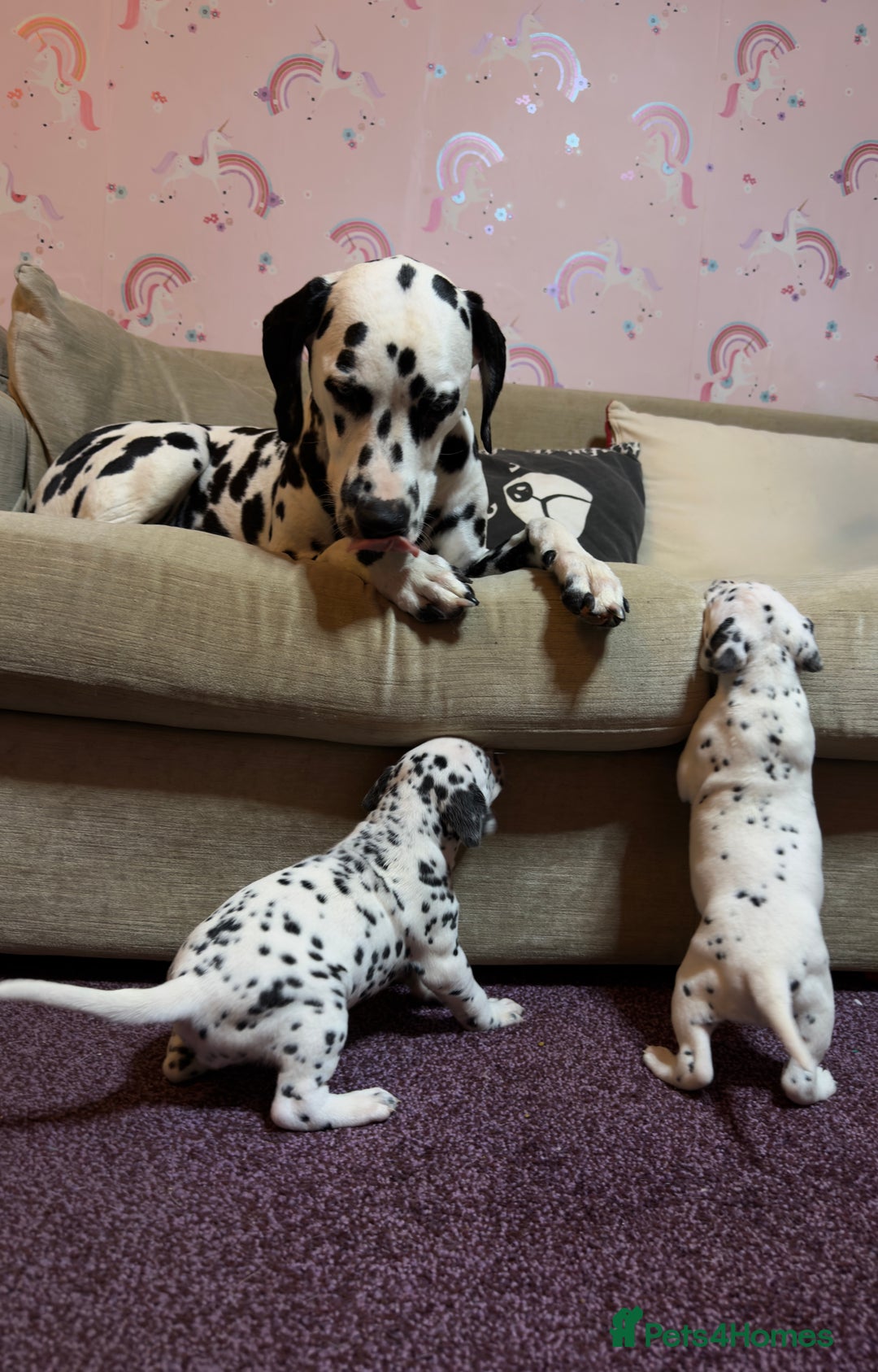 Dalmatian dogs for sale: 🐾 Beautiful Dalmatian Puppies 🐶  - Advert 9