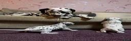 Dalmatian dogs for sale: 🐾Our Last Boy looking for forever home 🐶 💙 - Advert 9