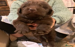Newfoundland dogs for sale: ✨ Stunning Chocolate Newfoundland Puppies ✨ - Image 30