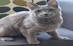 Nebelung cats for sale: Pedigree Nebelung boy kitten  - Image 6