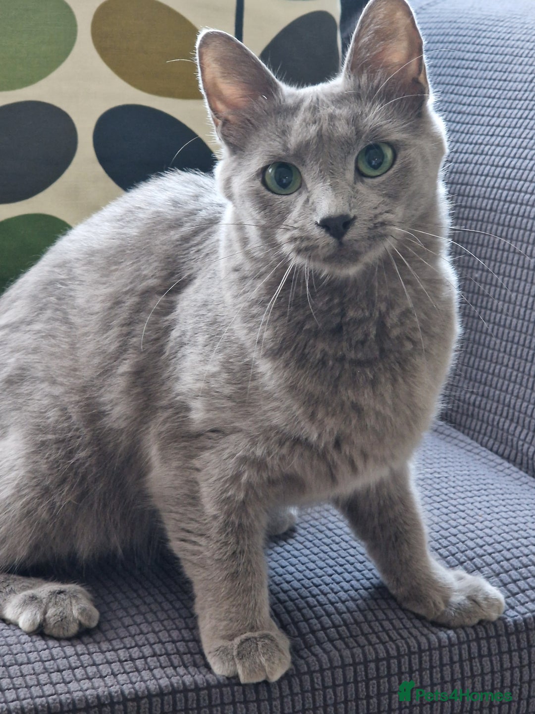 Nebelung cats for sale: Pedigree Nebelung boy kitten  - Image 6