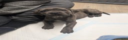Cane Corso dogs for sale: BLUE BRINDLE MALE CANE CORSO PUPPY - Advert 11