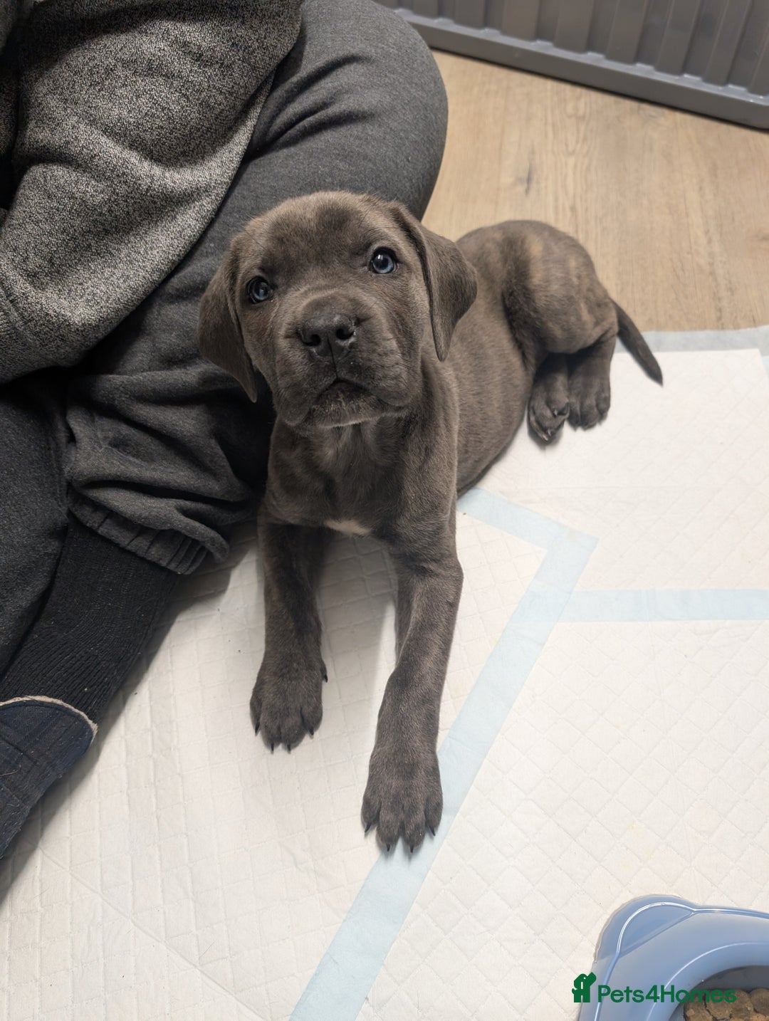 Cane Corso dogs for sale: BLUE BRINDLE MALE CANE CORSO PUPPY - Advert 11